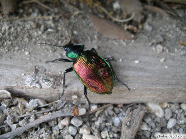 photo de coléoptère au dos multicolore