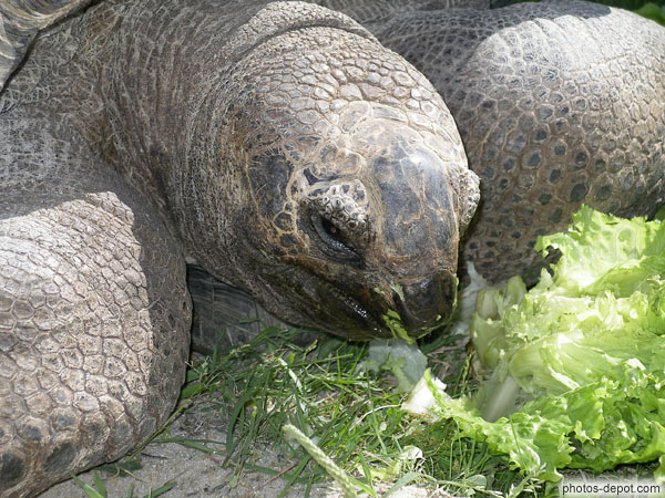 photo de repas de salade Tortue elephantine d'Aldabra
