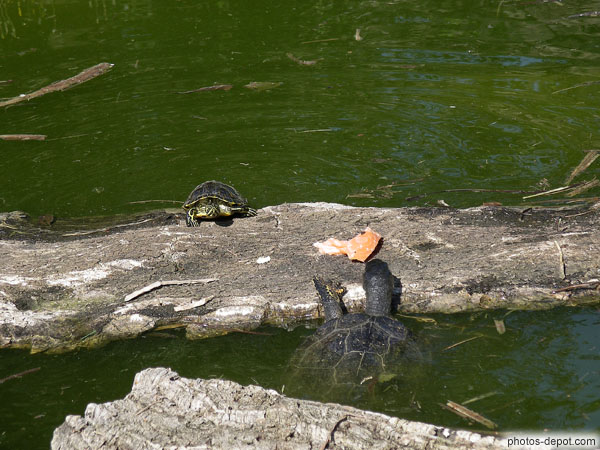 photo de les tortues montent chercher le repas des platemydes de St Hilaire