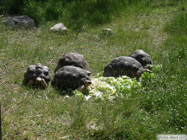 photo de repas salade des tortues rayonnées