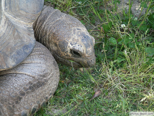 photo de tête de Tortue elephantine d'Aldabra