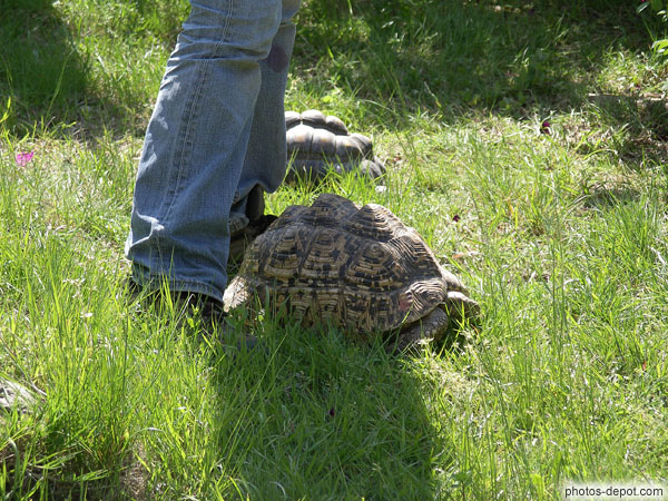 photo de tortue à bosses déformées due au manque de soleil