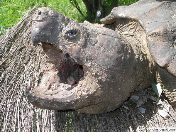 Pourquoi la tortue garde la bouche ouverte ?
