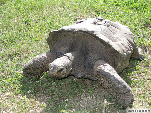 photo de tortue à la carapace sous développée