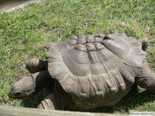 photo de tortue à la carapace sous développée