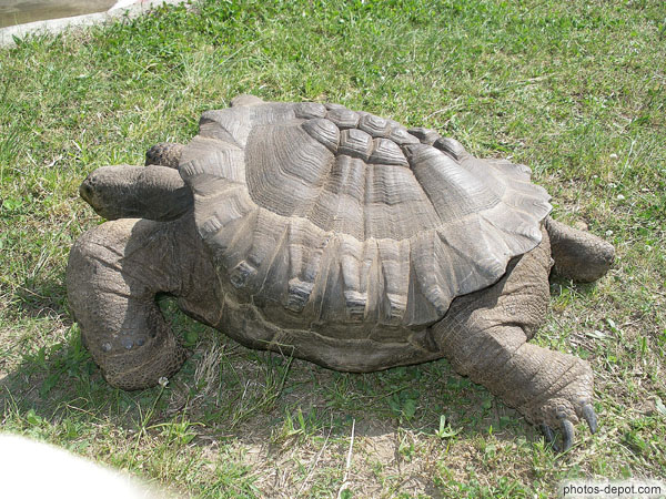photo de tortue carapace déformée