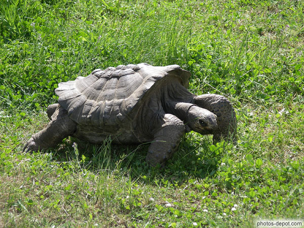 photo de tortue carapace sous développée