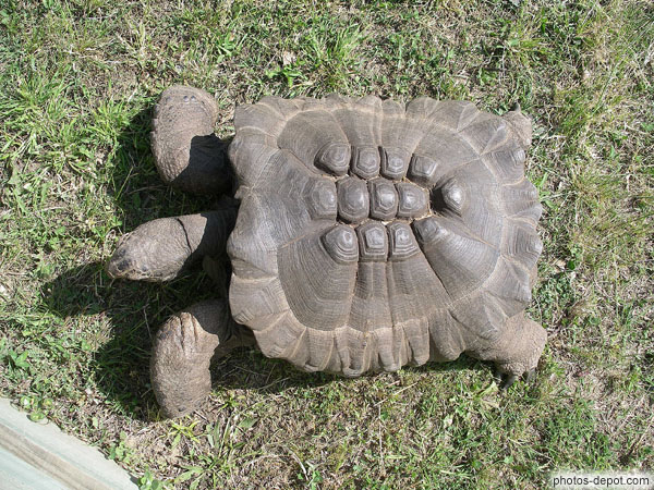 photo de tortue dont la carapace est sous developpée
