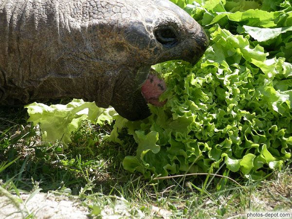 photo de Tortue elephantine d'Aldabra gueule ouverte