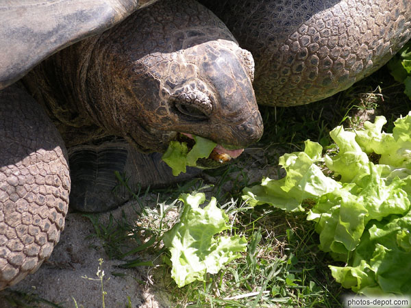 photo de Tortue elephantine d'Aldabra mange de la salade