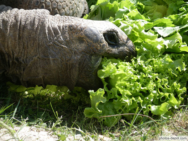 photo de Tortue elephantine d'Aldabra vorace