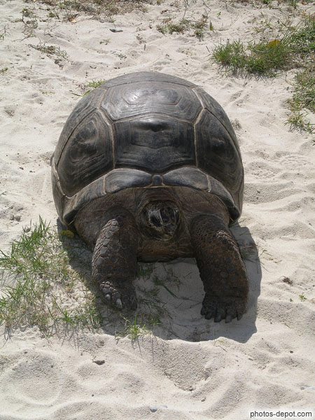 photo de Tortue elephantine d'Aldabra