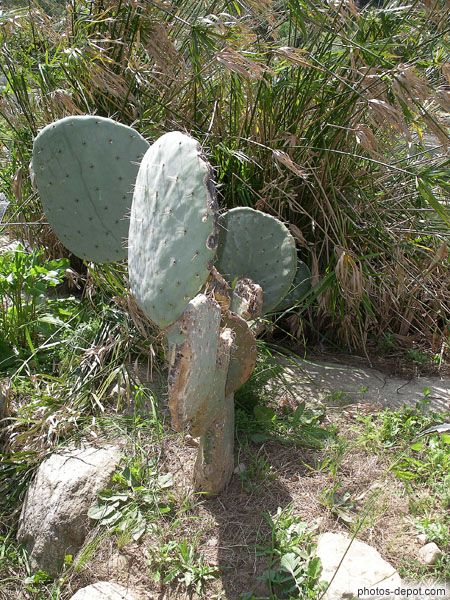photo de Cactus Vallée des tortues