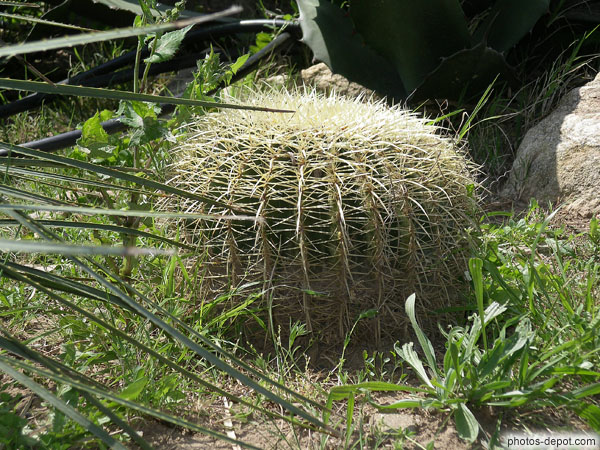 photo de cactus Vallée des tortues
