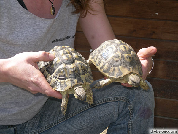photo de tortues jumelles