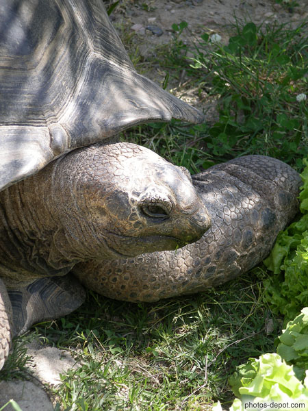 photo de tortue éléphantine