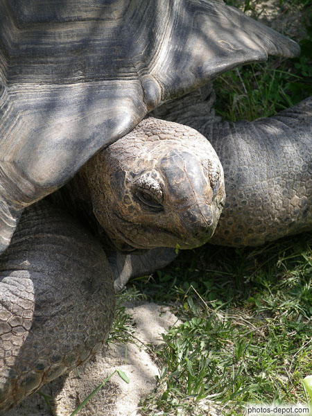 photo de tortue éléphantine