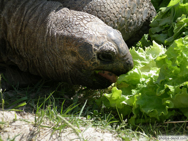 photo de repas de salade de la tortue éléphantine