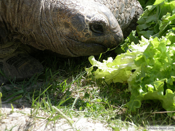 photo de repas de la tortue éléphantine