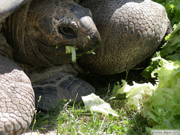 photo de repas tortue éléphantine