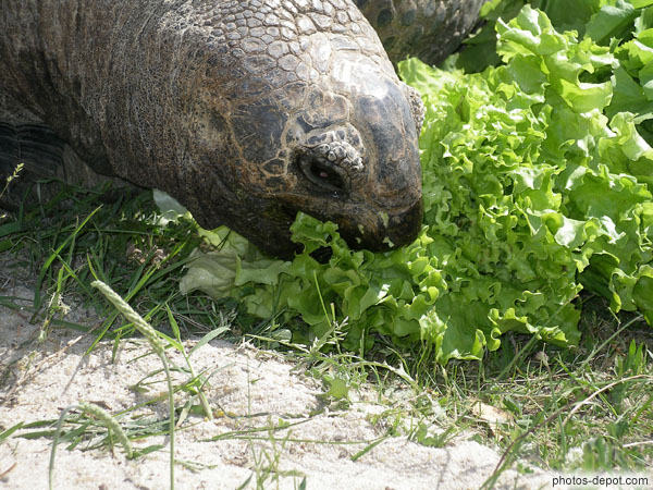 photo de salade pour tortue éléphantine