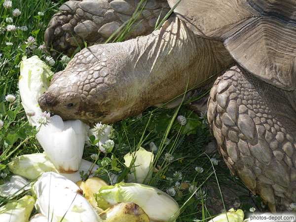 photo de tortue éléphantine tête tendue pour attraper les endives