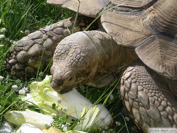 photo d'endives en repas pour la tortue éléphantine