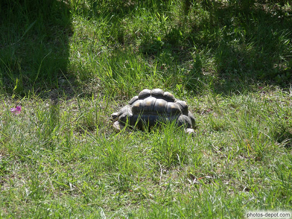 photo de tortue à bosses