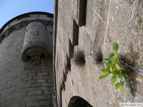 photo de plantes poussant sur le mur du chateau