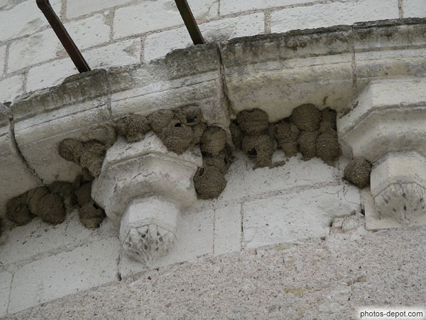 photo de nids d'hirondelles sous les toits de la tour des Marques