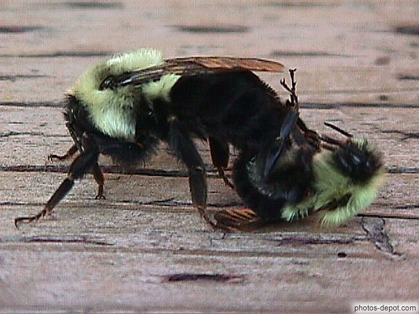 photo de reproduction des abeilles