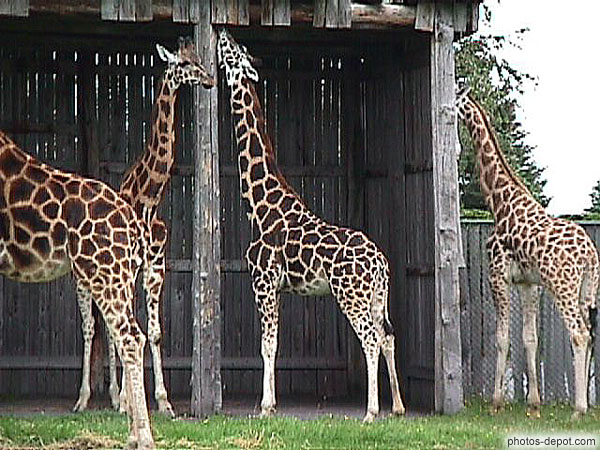 photo de girafes