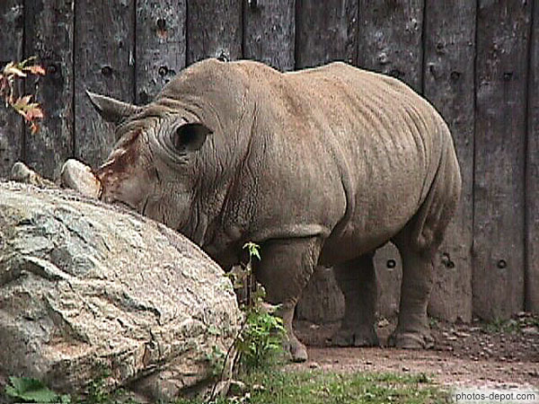 photo de rhinocéros derrière le rocher