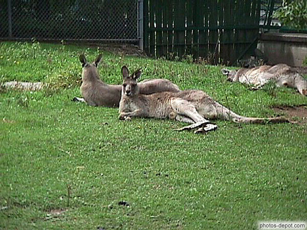photo de kangourous couchés