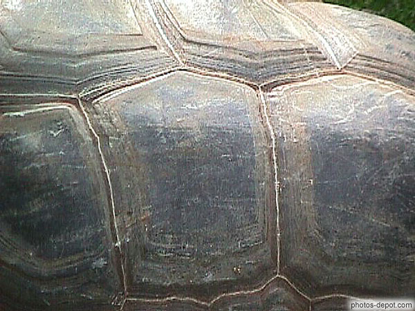 photo de carapace de tortue