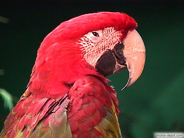 photo de tête de perroquet rouge