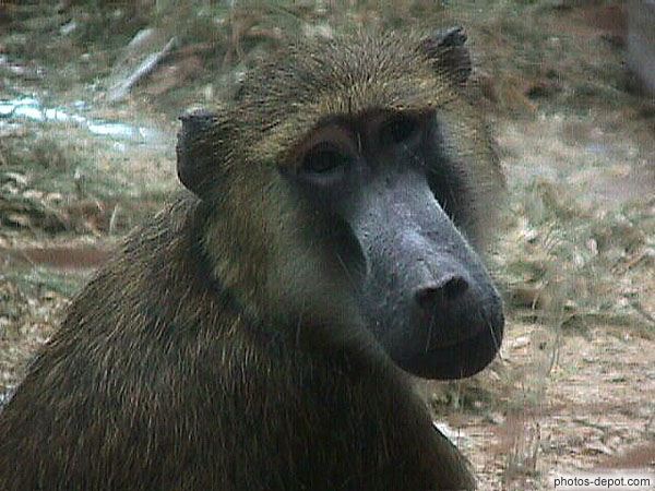 photo de tête de macaque