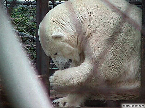 photo d'ours blanc