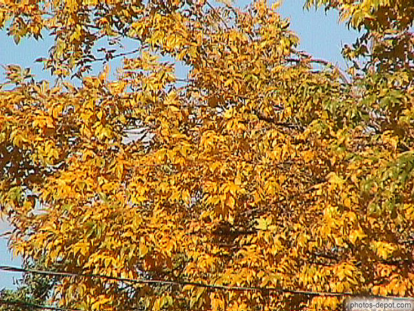 photo de feuilles d'automne