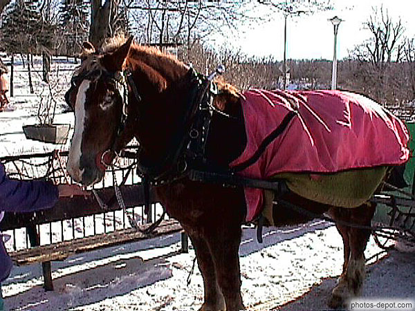 photo de cheval harnaché et couvert pour l'hiver