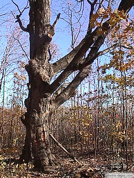 photo d'arbre aux nombreuses branches coupées