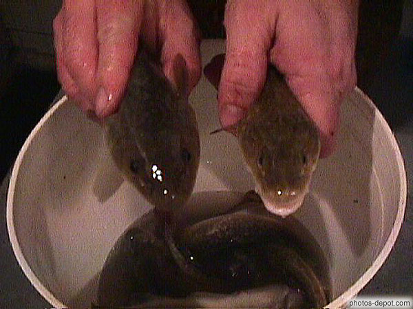 photo de poulamons : poisson des cheneaux pêchés dans cabane sur la rivière gelée