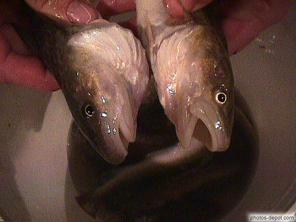 photo de mâle et femelle poulamons,  poisson des cheneaux