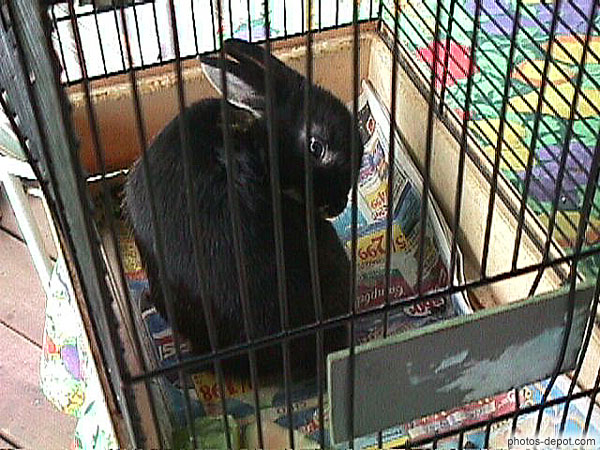 photo de Lapin noir en cage