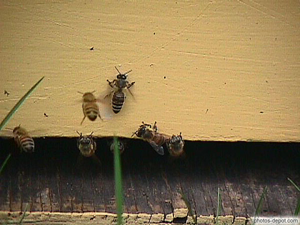 photo d'abeilles sortant de la ruche