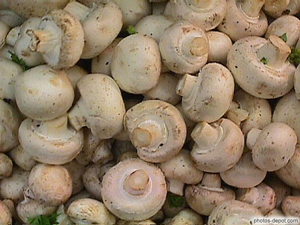 photo de champignons de paris