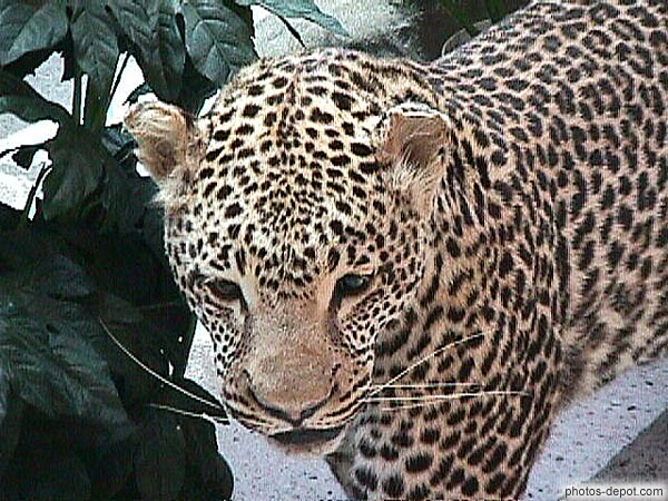 photo de tête de léopard