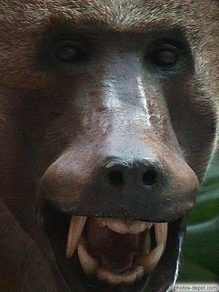 photo de tête de gorille