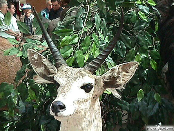 photo de tête d'antilope