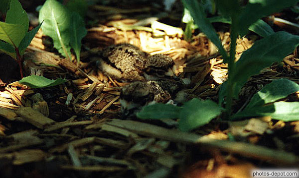 photo d'oisillons de la grive dans leur nid